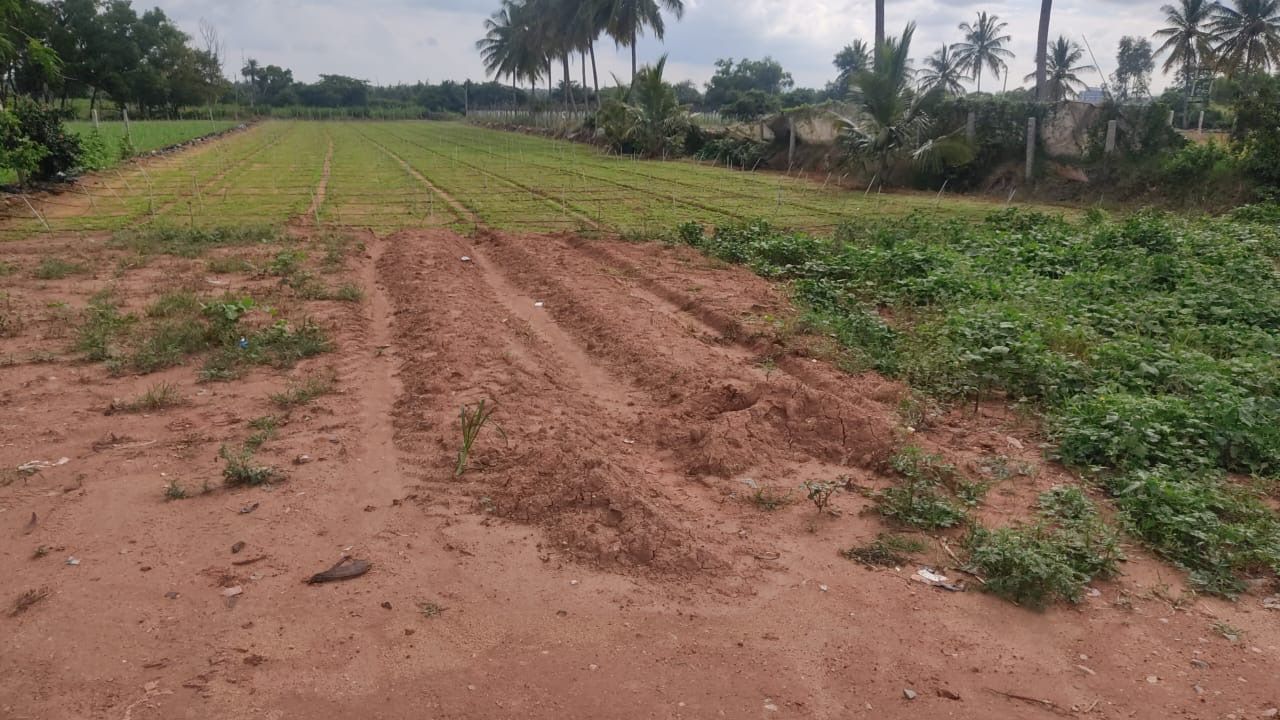 3 Acres Agricultural Land for Lease in Bengaluru