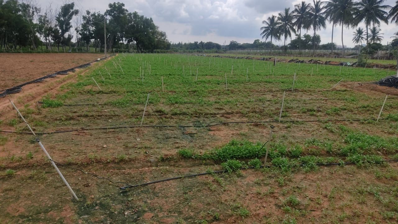 3 Acres Agricultural Land for Lease in Bengaluru