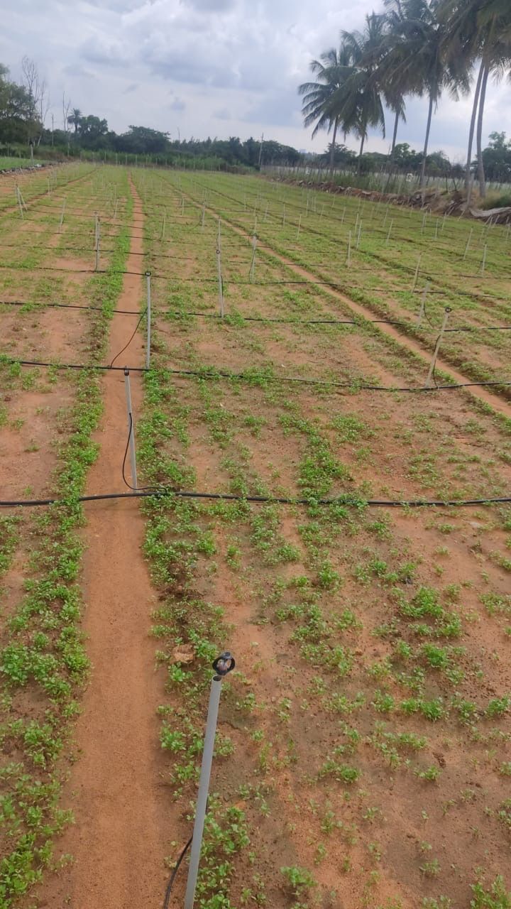 3 Acres Agricultural Land for Lease in Bengaluru